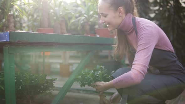 Young Happy Smiling Female Florist with Ponytail in Apron is Arranging Pots with Plants on the Shelf alt