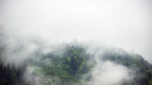 Thick Fog After the Storm in the Spring Forest