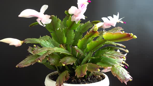 Schlumbergera truncata alt