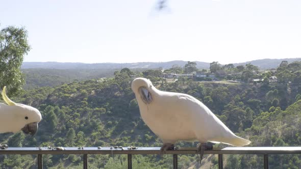 Sliding shot of cockatoos sitting and flying around balcony in South Australia alt