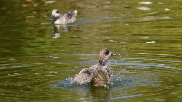 Duck In A Green Lake 5 alt