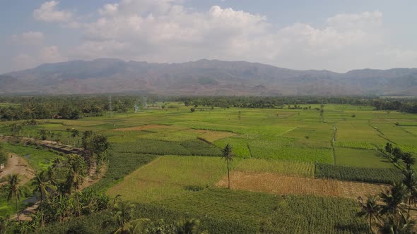 Agricultural Land in Indonesia alt