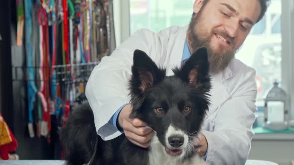 Cropped Shot of Adorable Happy Healthy Dog at the Veterinary Clinic alt