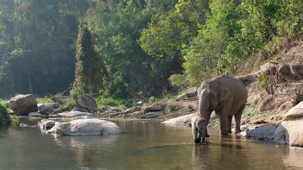 The mother and baby asian elephants playing and drinking water in the river in the forest