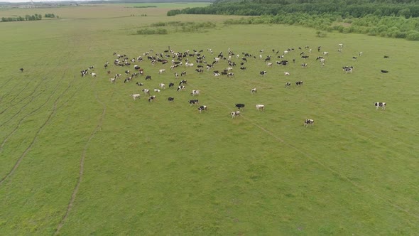 Cows Graze on Pasture alt
