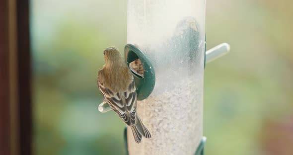 Small Cute Sparrow Sits on the Bird Feeder in the Green Garden alt