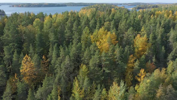 The Top of the Green Trees on the Side of Lake Saimaa in Finland