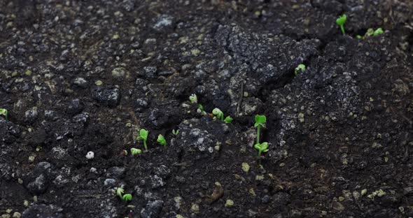Germination of Plants After Drought in Dry Soil alt