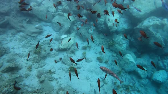 Puffer Fish and Damselfish Underwater in Sea
