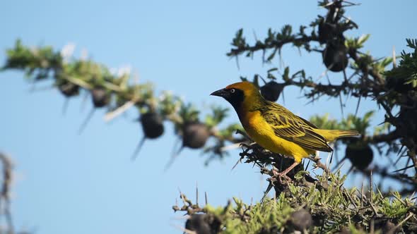 African Masked Weaver Standing On The Spiky Branches Of A Tree And Getting Ready To Fly Away In El K alt