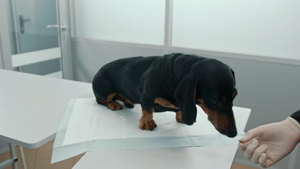 Veterinarian doctor makes a medical examination of a dachshund puppy dog in a veterinary clinic alt
