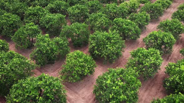 Rows of orange citrus trees in fruit plantation.  alt