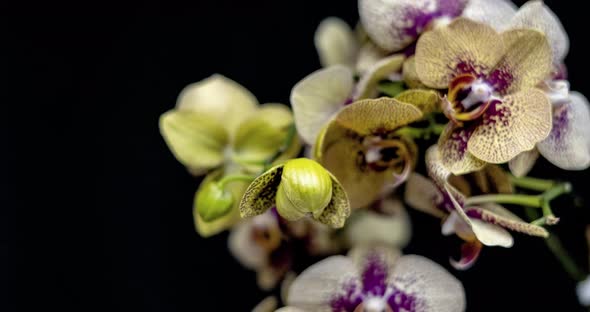 time lapse of opening bud of green-purple orchid on black background alt