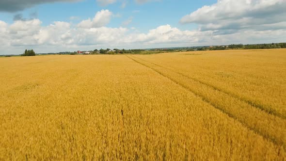 Aerial View of Golden Wheat field. Aerial Video alt