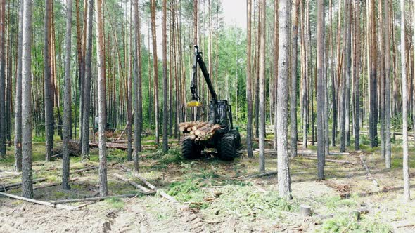 Industrial Vehicle Is Processing Felled Trees in the Forest alt