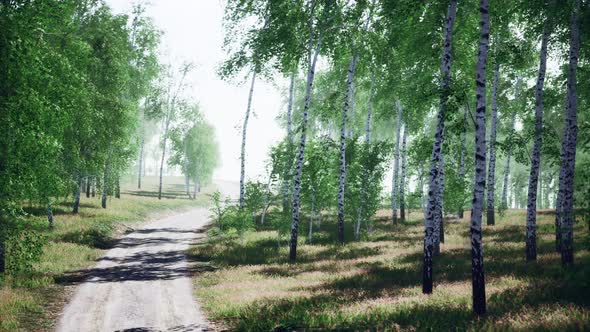 Birch Forest in Sunlight in the Morning alt