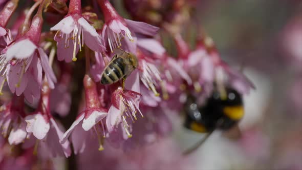 Macro shot of Bee and Bumblebee Collecting Pollen in Pink Flower during pollination time alt