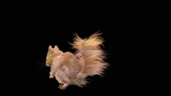 68 Squirrel Dancing HD alt