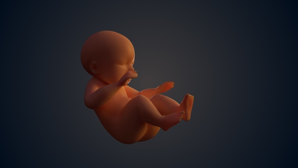Unborn Baby In Womb