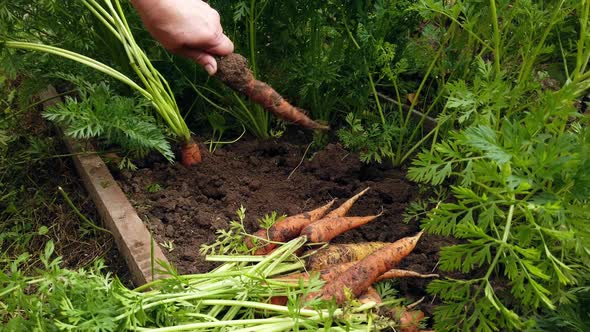 Women's Hands Harvest Carrots in the Garden