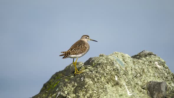 Wood Sandpiper alt