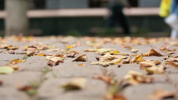 Autumn leaves on cobbles. Shooting video below alt