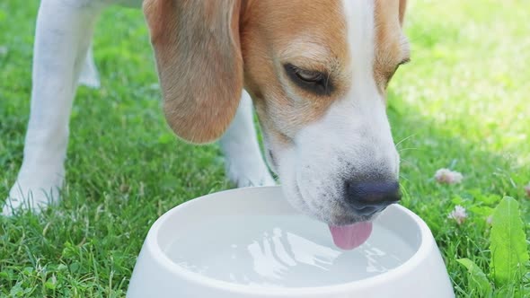 Beagle Dog Drinks Water Out of His Outdoor Bowl on a Grass Slow Motion alt