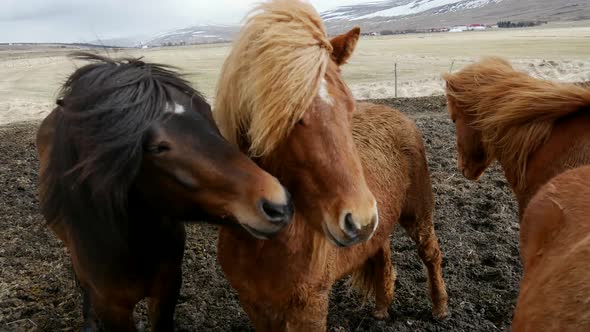 Group Icelandic horses close together  alt