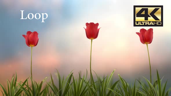 Tulip flower Loop 4K