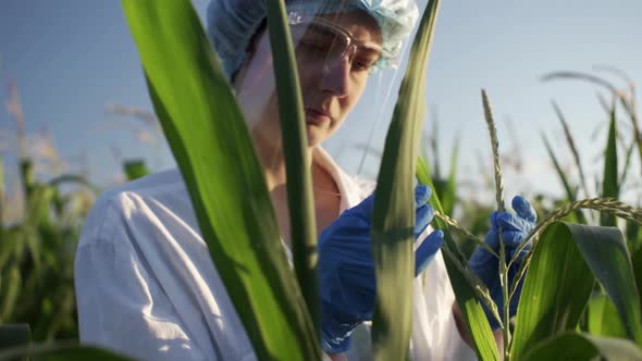 A Researcher Conducts An Experiment On A Field Of Corn Plantation Green Cobs Of Corn Culture alt