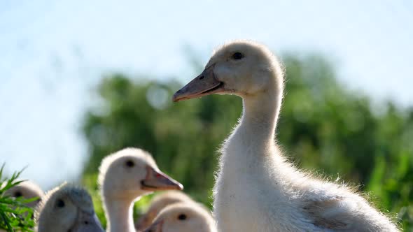 Little Ducklings Bask in the Sun an the Green Plants and Blue Sky Background.  alt