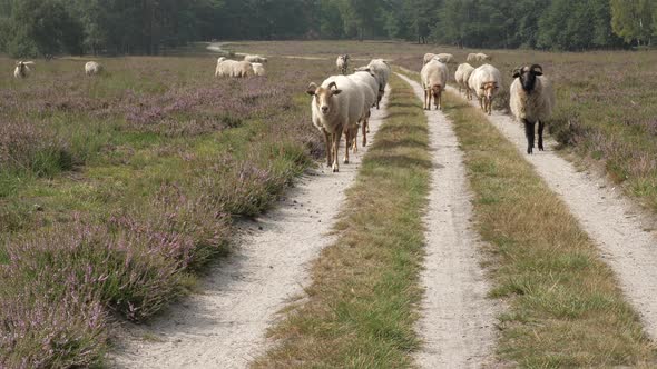 Herd of sheep walking straight to the camera in heather fields in Holland alt