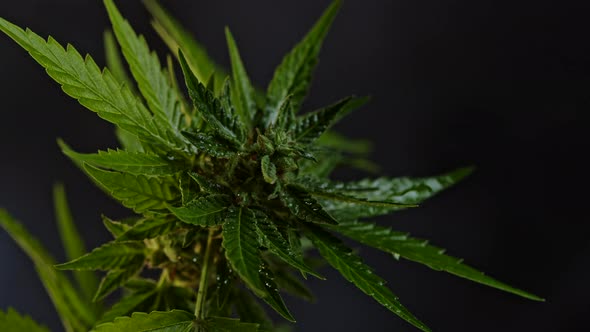 Cannabis Ruderalis Plant Close-up Rotating on Smoke Steam Background. Rasterized Herbal Cannabis alt