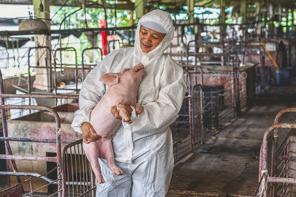 Asian veterinarian holding for moving the pig in hog farms, animal and pigs farm industry