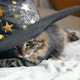 Cute Kitten with Black Witch Hat Lying on Bed - VideoHive Item for Sale