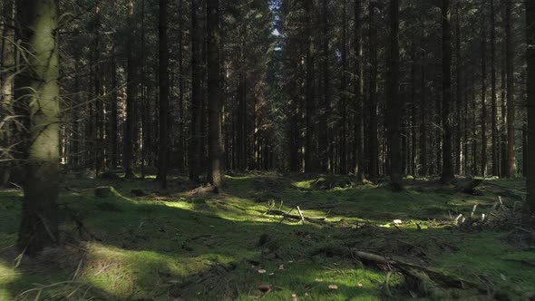 Drone Shot Flying Between Trees in Forest