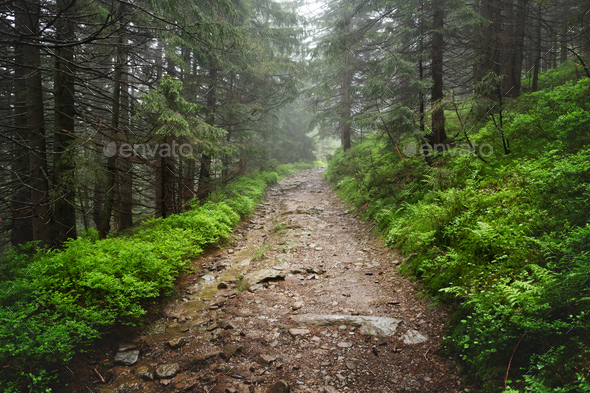 Beautiful evergreen forest with pine trees and trail - Stock Photo - Images