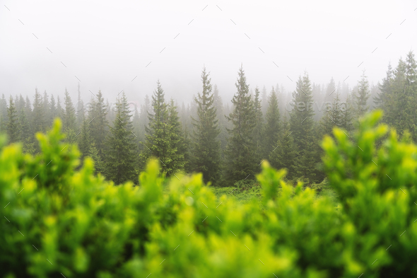 Mountain valley during foggy sunrise - Stock Photo - Images