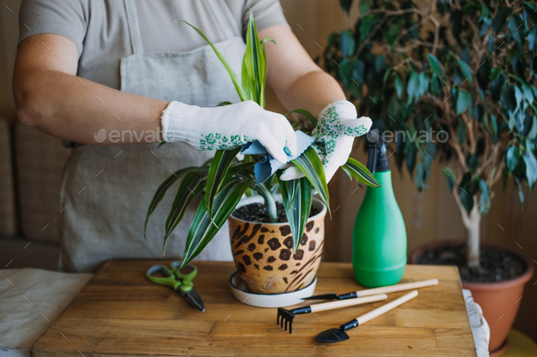 Spring Houseplant Care, Waking Up Indoor Plants for Spring. Female hands spray and washes the leaves - Stock Photo - Images