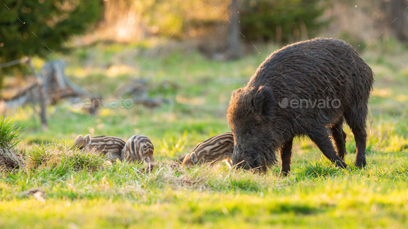 Wild boar family feeding on pasture in spring nature - Stock Photo - Images