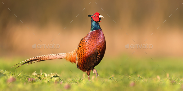 Proud common pheasant male walking forward on a green meadow in spring - Stock Photo - Images