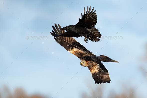 Red kite and common raven flying on the blue sky