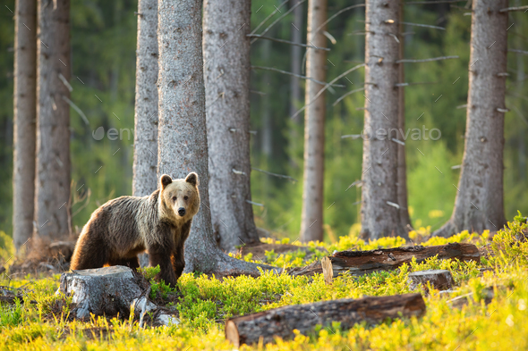 Sad brown bear looking at the stump and cut down tree - Stock Photo - Images