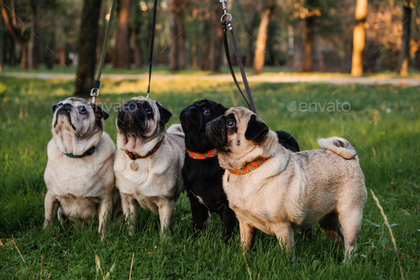 how much walking do pugs need