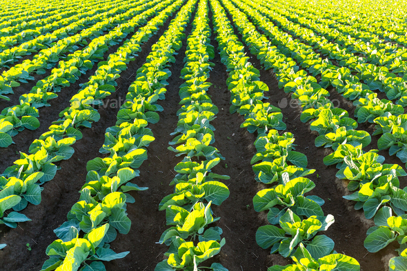 Lettuce farmland - Stock Photo - Images