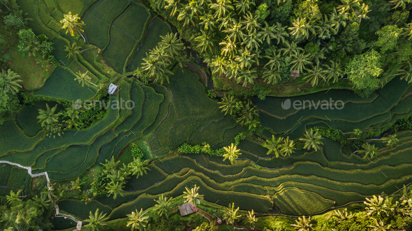 Tegallalang rice terraces in Bali, Indonesia. Aerial view from above