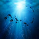Under the Ocean