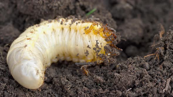 May Bug Larva in Soil alt