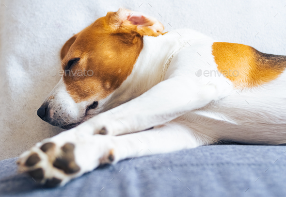 Beagle dog tired sleeps on a cozy sofa, couch