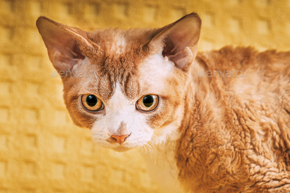 Red Ginger Devon Rex Cat. Short-haired Cat Of English Breed On Yellow Plaid Background. Shorthair - Stock Photo - Images